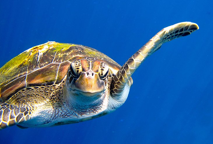 Sea turtle