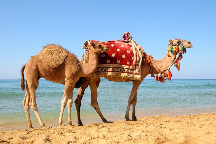 10 atracciones turísticas mejor valoradas en Sfax