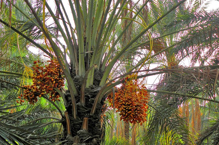 Date palms in the Tozeur oasis