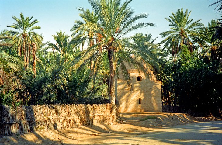 Tozeur oasis