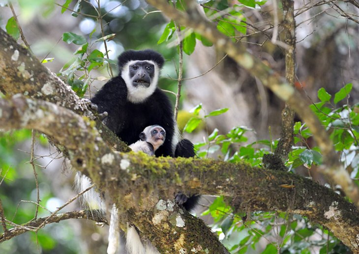 15 atracciones turísticas mejor calificadas en Tanzania