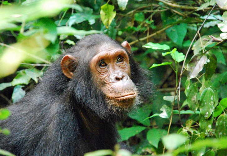 Gombe-Stream-Nationalpark