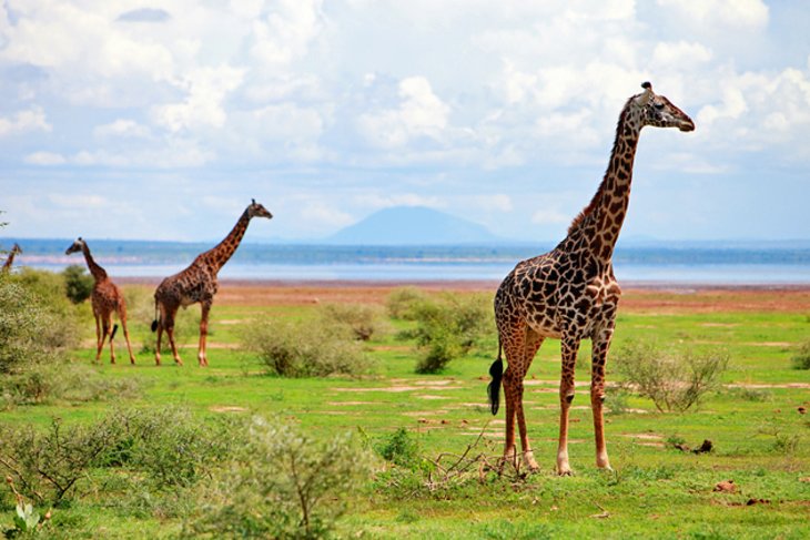 15 atracciones turísticas mejor calificadas en Tanzania