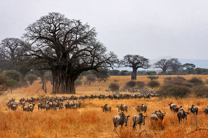 Tarangire National Park