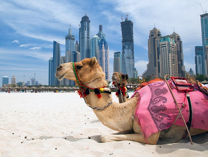 Camel on a United Arab Emirates beach