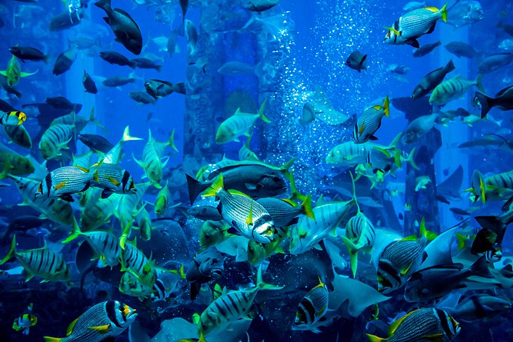 Dubai Aquarium