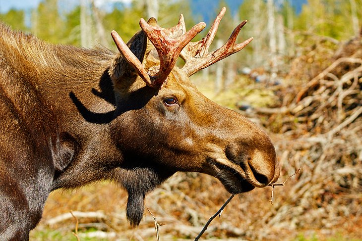 Alaska Wildlife Conservation Center