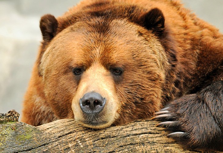 Alaskan grizzly