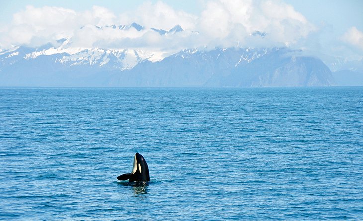 Orque dans le parc national des fjords de Kenai