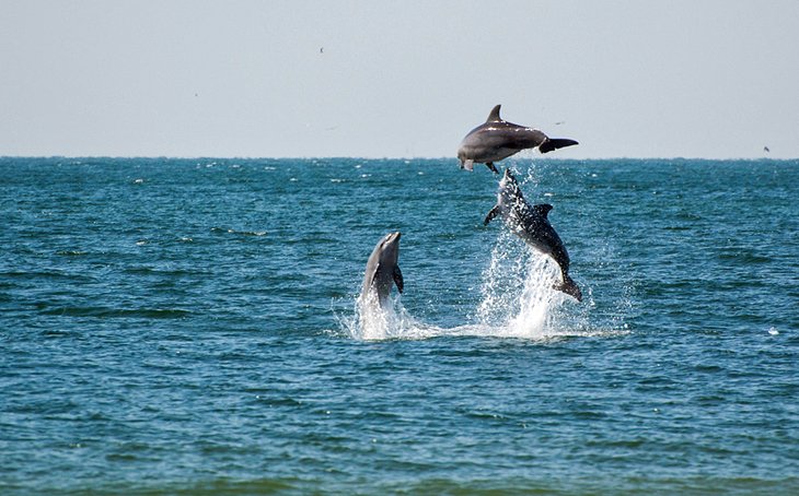 12 atracciones mejor valoradas en Gulf Shores, Alabama