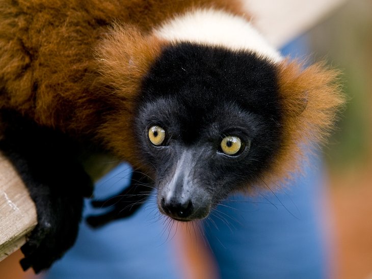 Red ruffed lemur