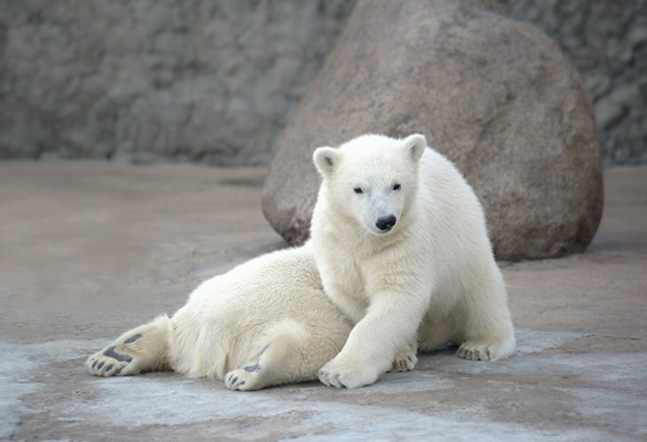 Polar bears at the Little Rock Zoo