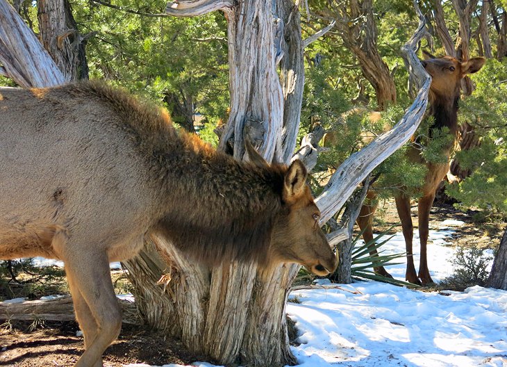 Elk at Grand Canyon