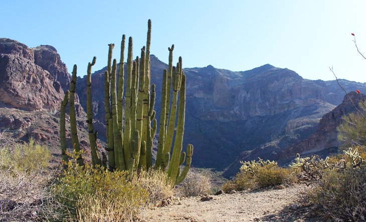 Organ pipe cactus on Bull Pasture Trail