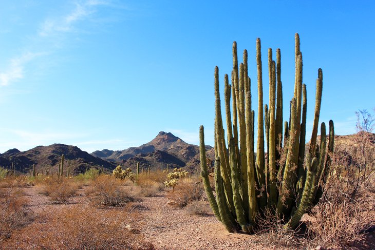 Organ Pipe Cactus National Monument