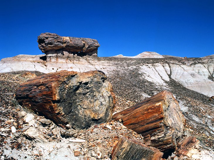 Petrified Forest National Park