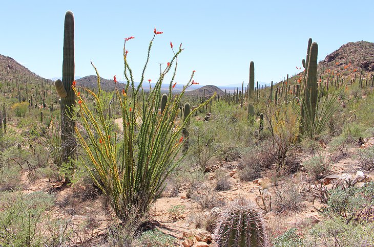 Valley View hiking trail, Tucson Mountain District of Saguaro National Park