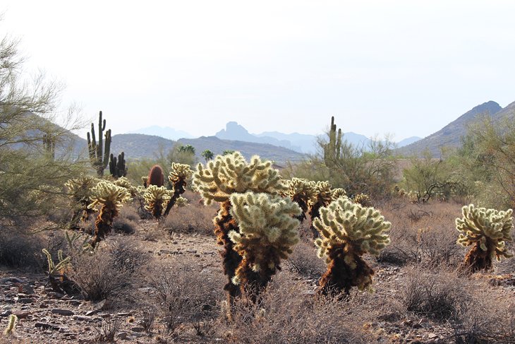 Lost Dog Wash Trail