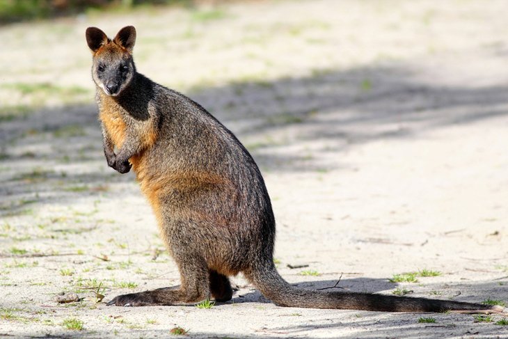 Swamp wallaby