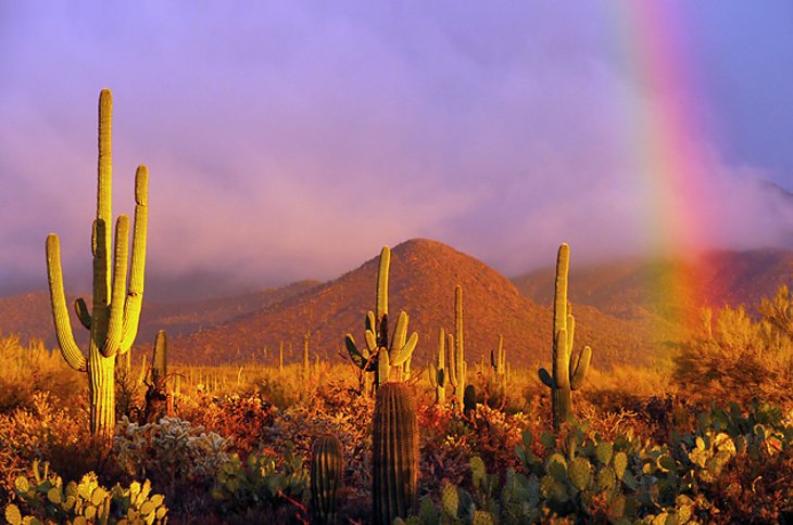 Saguaro National Park