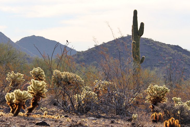 McDowell Sonoran Preserve