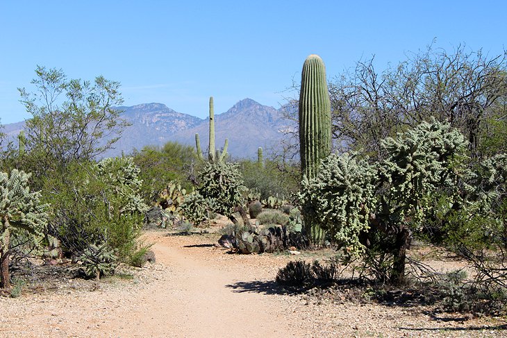 Cactus Forest Trail |  Photo Copyright: Lana Law