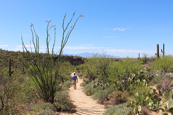 12 rutas de senderismo mejor valoradas en Tucson