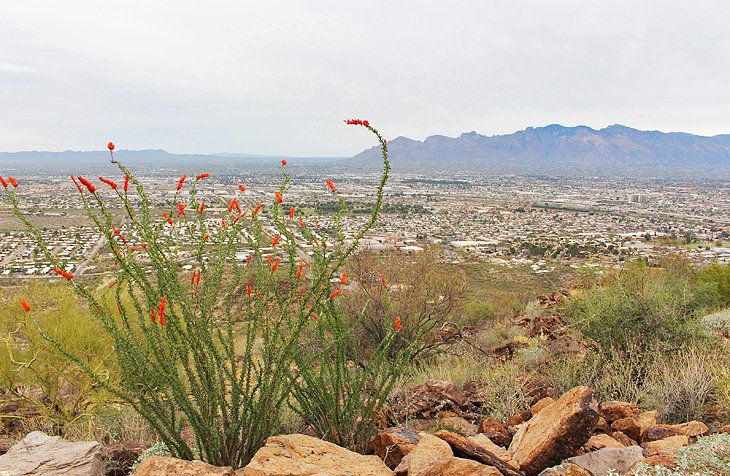 Tumamoc Hill Trail |  Photo Copyright: Lana Law