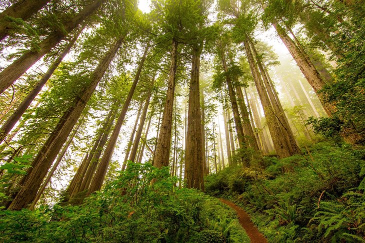 The redwood forests of Humboldt County
