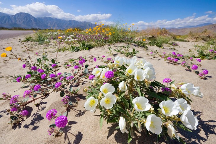 california desert region tourist attractions