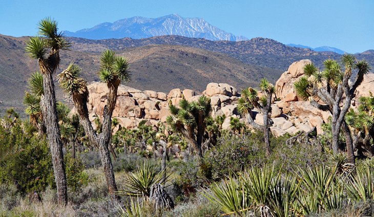 Scenery along Park Boulevard in Joshua Tree National Park