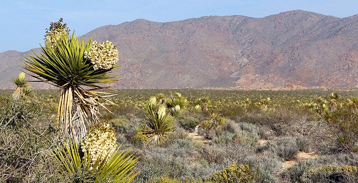 Joshua trees in bloom near Cottonwood Visitor Center