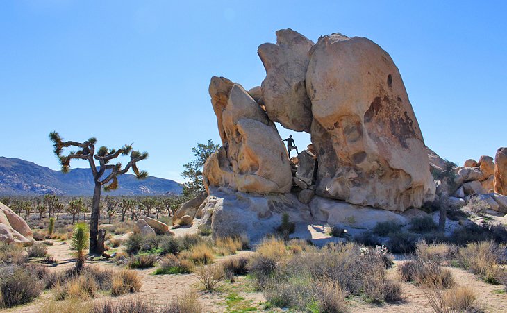 Joshua Tree National Park