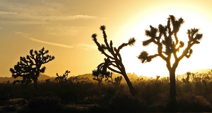 Sunset in Joshua Tree National Park