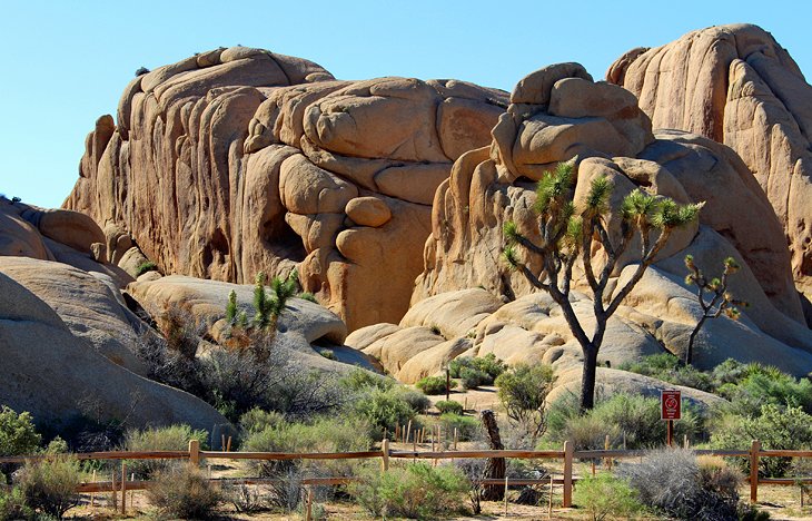 Jumbo Rocks Campground