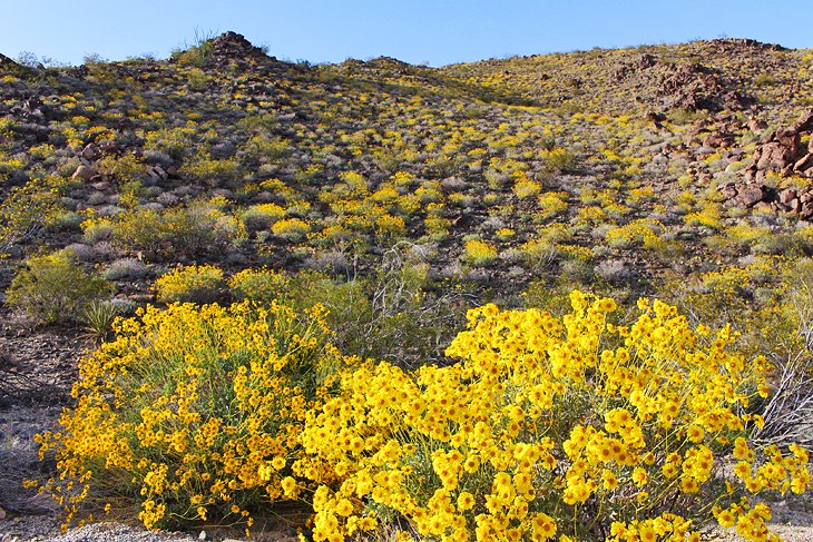 Wildflowers in Spring