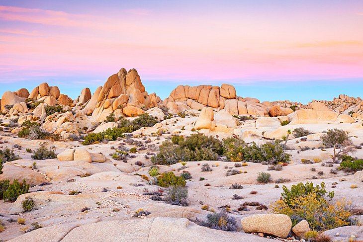 Joshua Tree