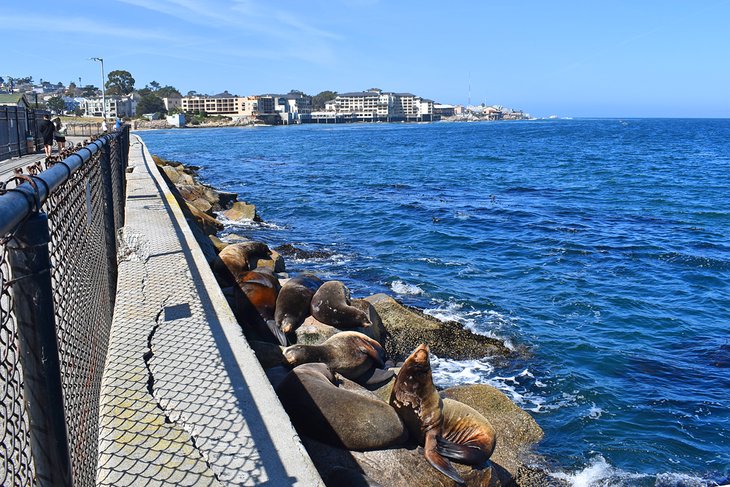 Wildlife Viewing at Coast Guard Pier