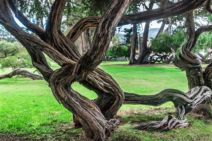 Twisted trees in Dennis the Menace Playground