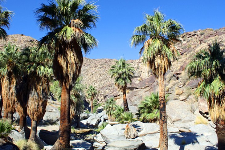 14 atracciones turísticas mejor valoradas en Palm Springs, CA