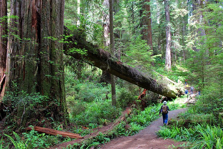 Boy Scout Tree Trail