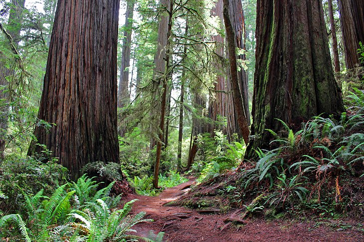 8 mejores caminatas en los parques nacionales y estatales de Redwood, CA