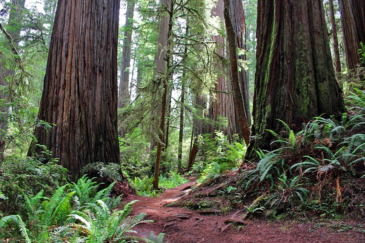 Boy Scout Tree Trail