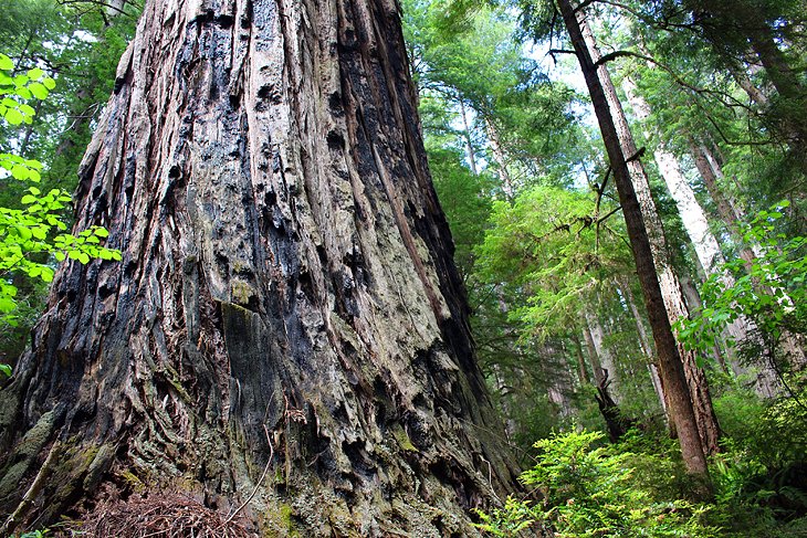 Cathedral Tree Trail Loop (Combine with Foothill or Prairie Creek Trails)