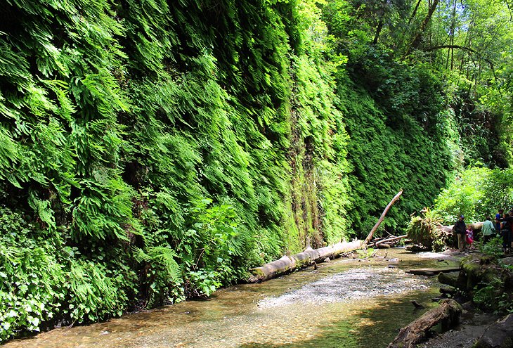 Fern Canyon Trail