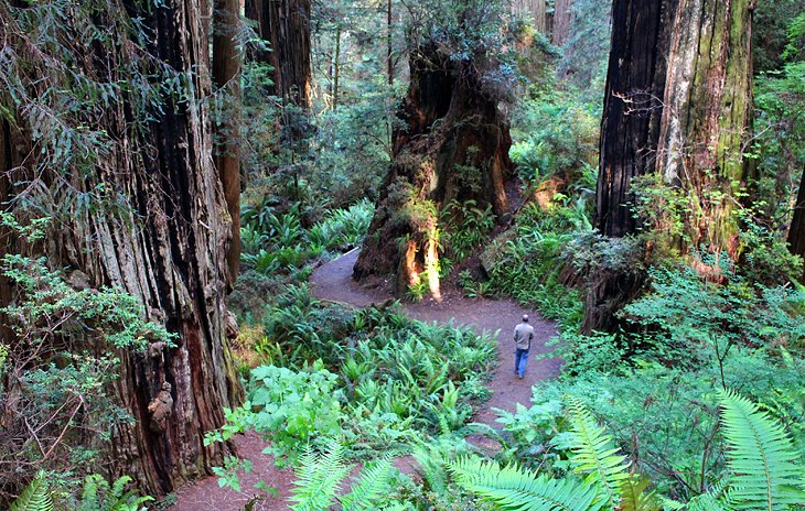 are dogs allowed in redwood national park california