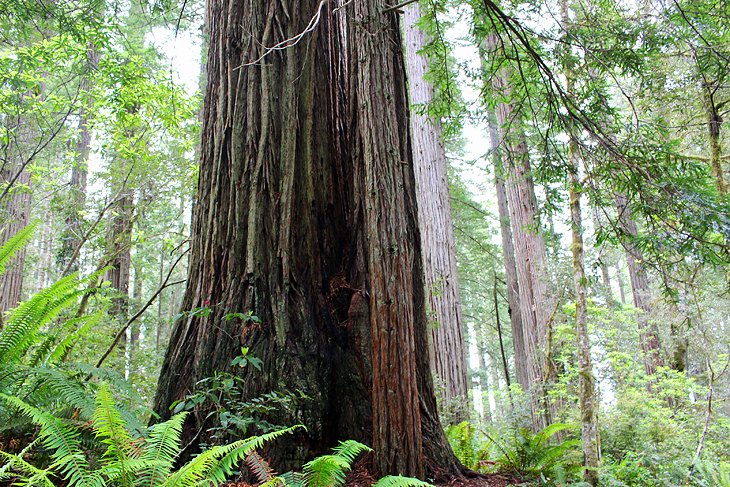 8 mejores caminatas en los parques nacionales y estatales de Redwood, CA
