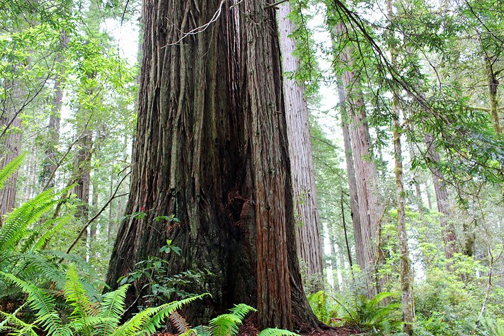 Lady Bird Johnson Grove Hike