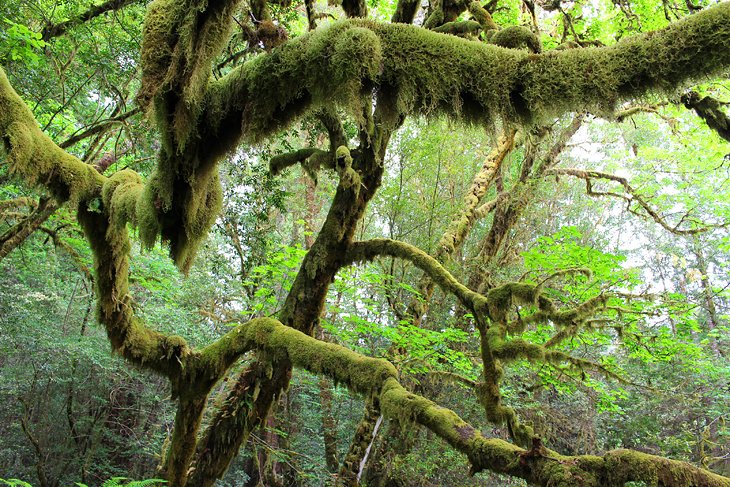 Tall Trees Grove Trail