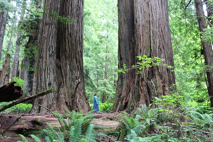 Redwood National and State Parks